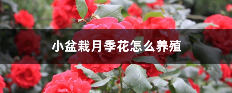 小盆栽月季花怎么养殖