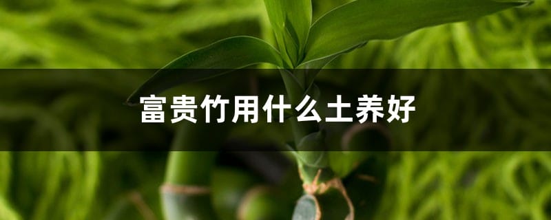 富贵竹用什么土养好