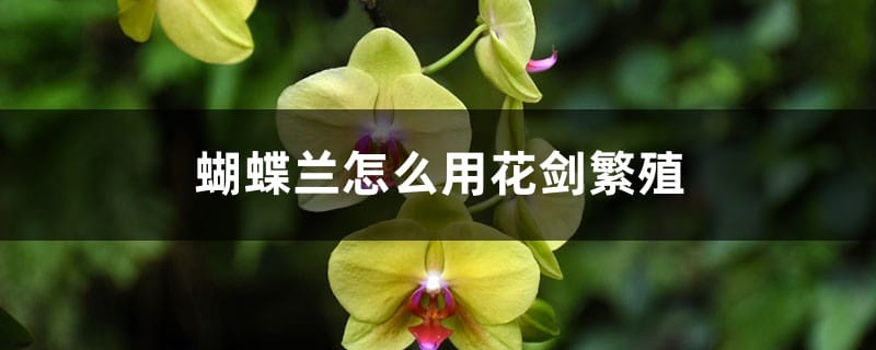 蝴蝶兰怎么用花剑繁殖