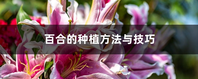 百合种植方法和时间，花后怎么处理