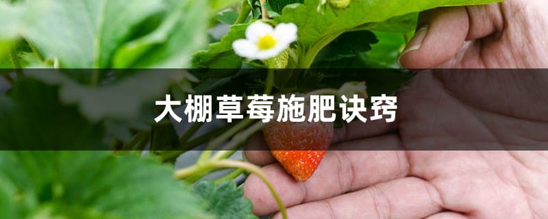 大棚草莓施肥方案，什么时候施肥