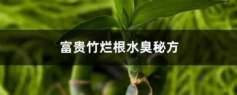 富贵竹烂根水臭秘方