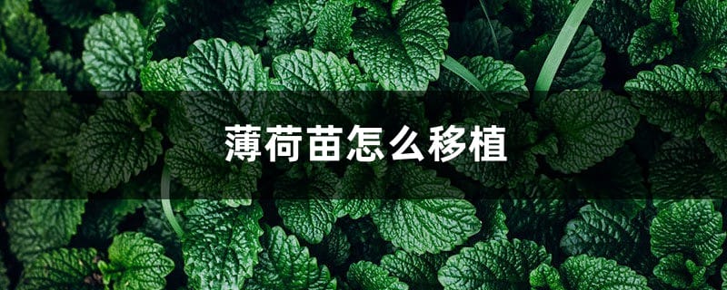 薄荷苗怎么移植