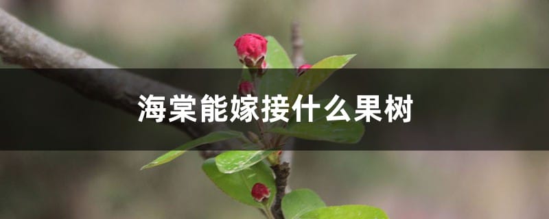 海棠能嫁接什么果树