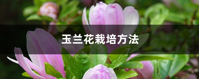 玉兰花栽培方法