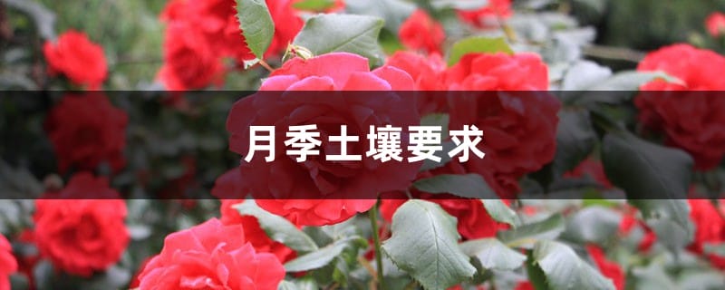 月季土壤要求