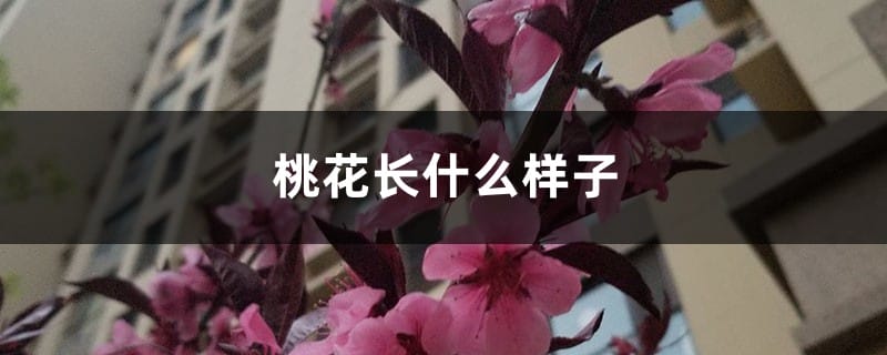 桃花长什么样子，桃花有什么特点