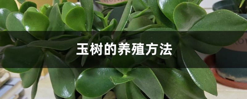 玉树的养殖方法