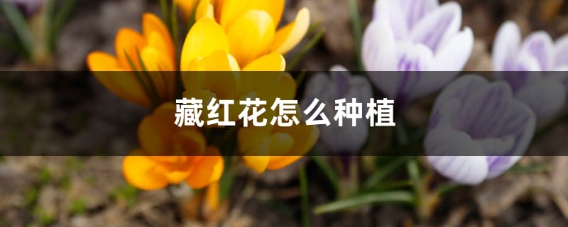 藏红花种植条件和地区、方法