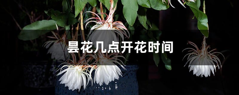 昙花几点开花时间