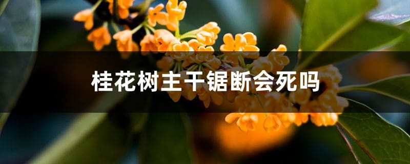 桂花树主干锯断会死吗