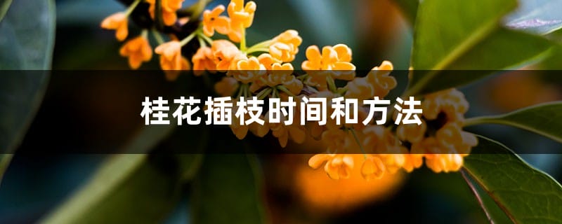 桂花插枝时间和方法