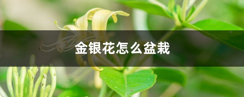 金银花怎么盆栽，要用多大的盆