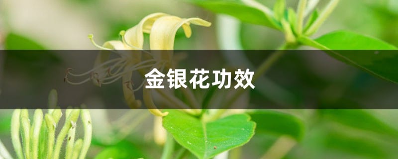 金银花有什么功效，能祛痘吗