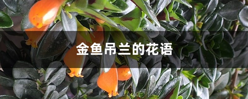 金鱼吊兰的花语和寓意，送人有什么禁忌