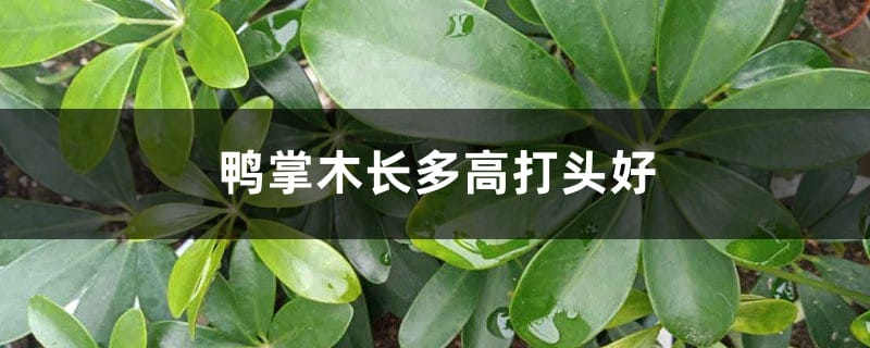 鸭掌木长多高打头好