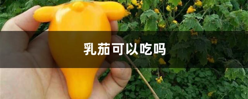 乳茄可以吃吗，有什么功效与作用