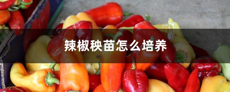 辣椒秧苗怎么培养