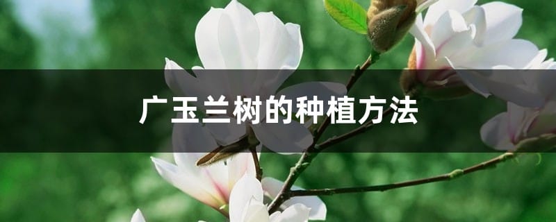 广玉兰树的种植方法