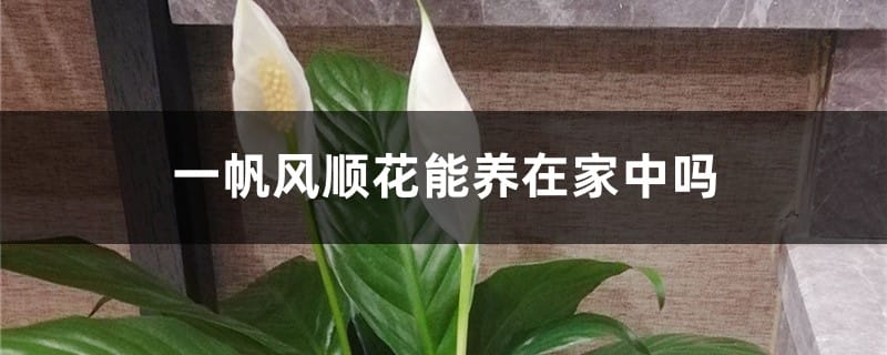 一帆风顺花能养在家中吗，在家中如何养护