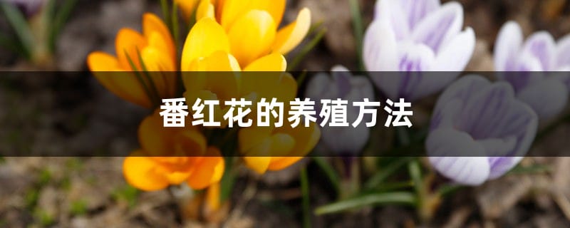 番红花种球种植方法（室内养殖方法）