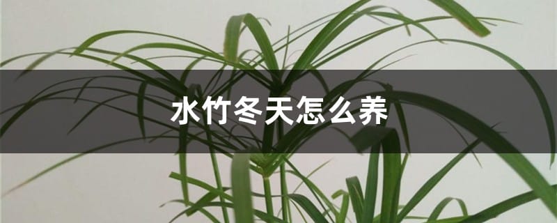 水竹冬天怎么养