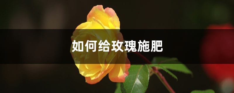 玫瑰施肥方法，用什么肥好