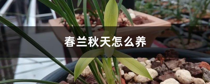 春兰秋天怎么养