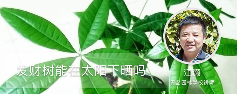 发财树能在太阳下晒吗，能放在窗台上吗