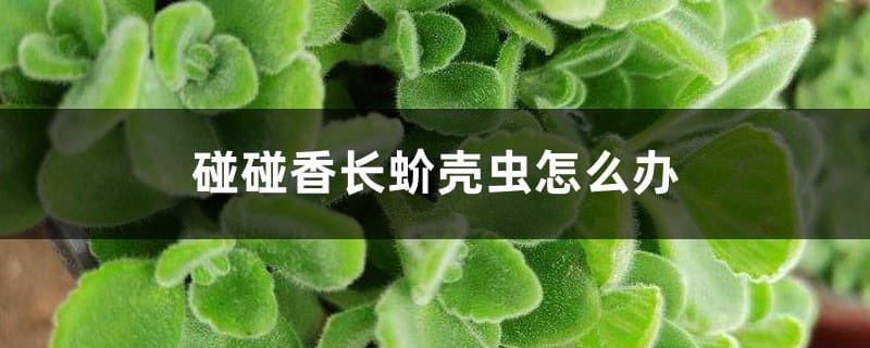 碰碰香长蚧壳虫怎么办