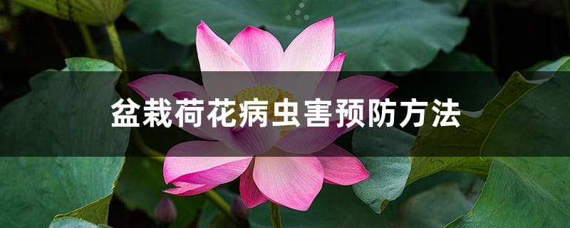 盆栽荷花病虫害预防方法