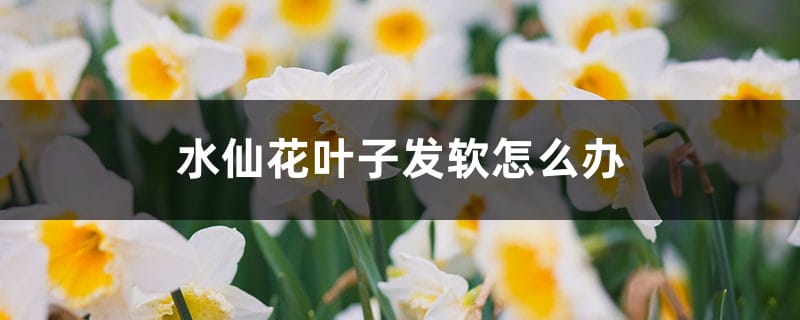 水仙花叶子发软怎么办