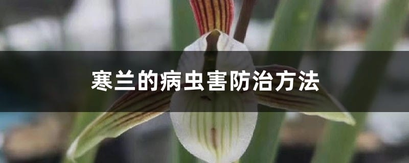 寒兰的病虫害防治方法