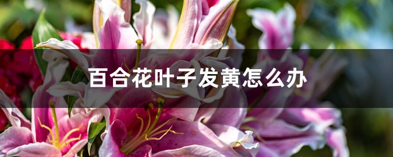 百合花叶子发黄怎么办