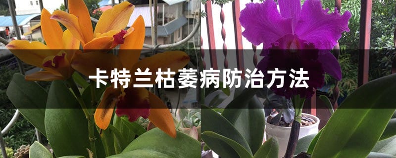 卡特兰枯萎病防治方法