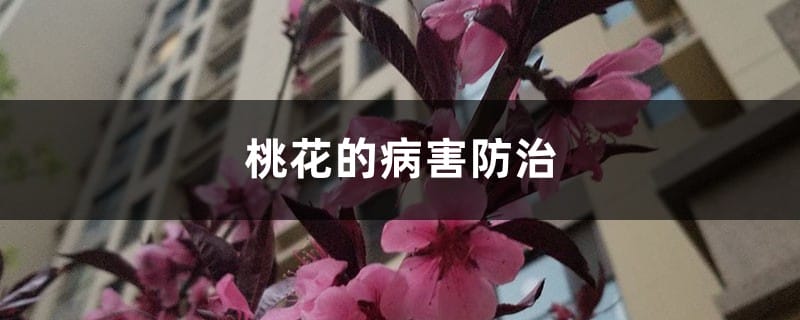 桃花的病害防治