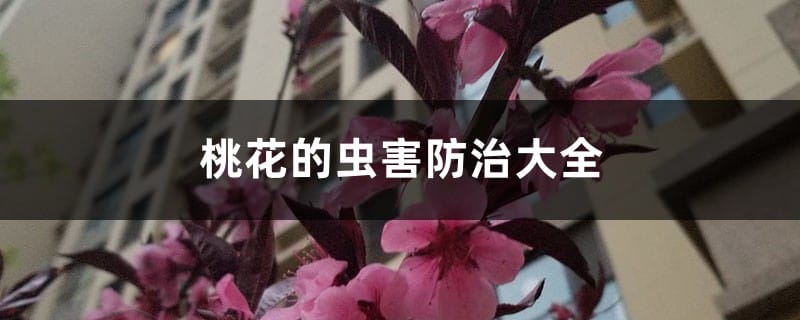 桃花的虫害防治大全