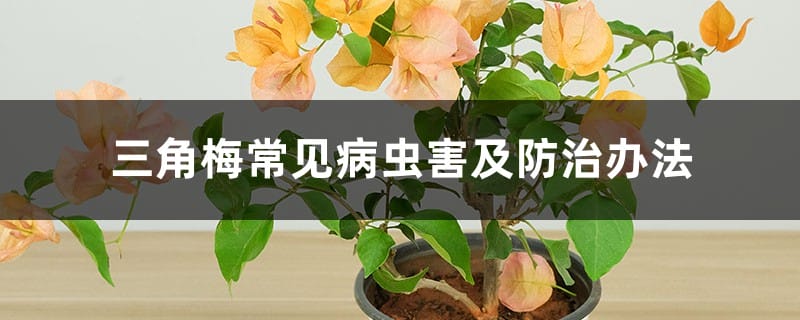 三角梅常见病虫害及防治办法