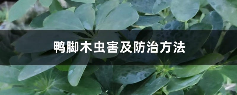 鸭脚木虫害及防治方法