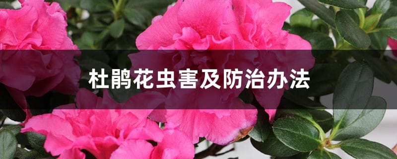 杜鹃花虫害及防治办法