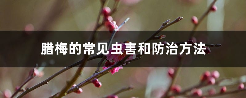 腊梅的常见虫害和防治方法