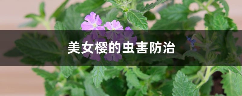 美女樱的虫害防治