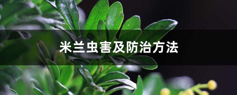 米兰虫害及防治方法