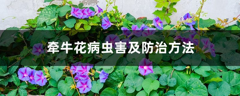 牵牛花病虫害及防治方法