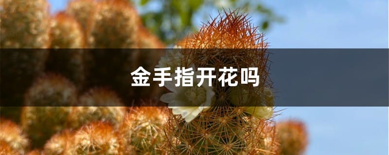 金手指开花吗