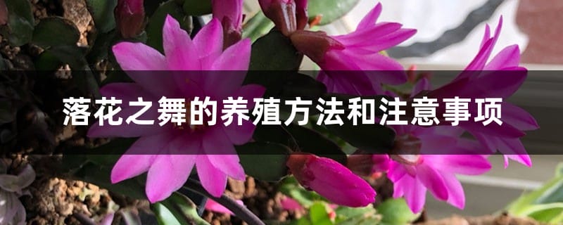 落花之舞的养殖方法和注意事项