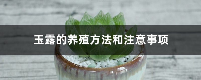 玉露的养殖方法和注意事项