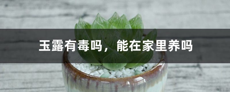 玉露有毒吗，能在家里养吗