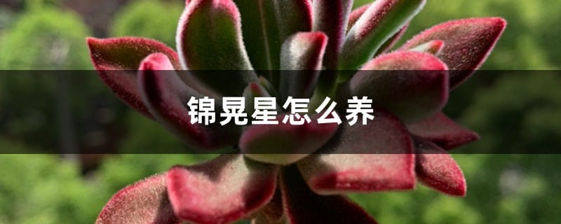 锦晃星怎么养