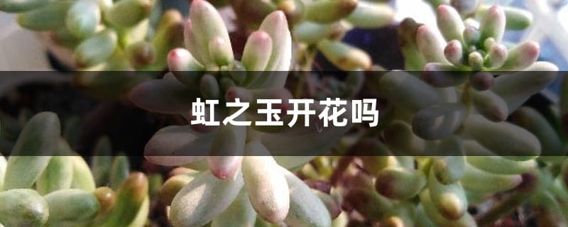 虹之玉开花吗